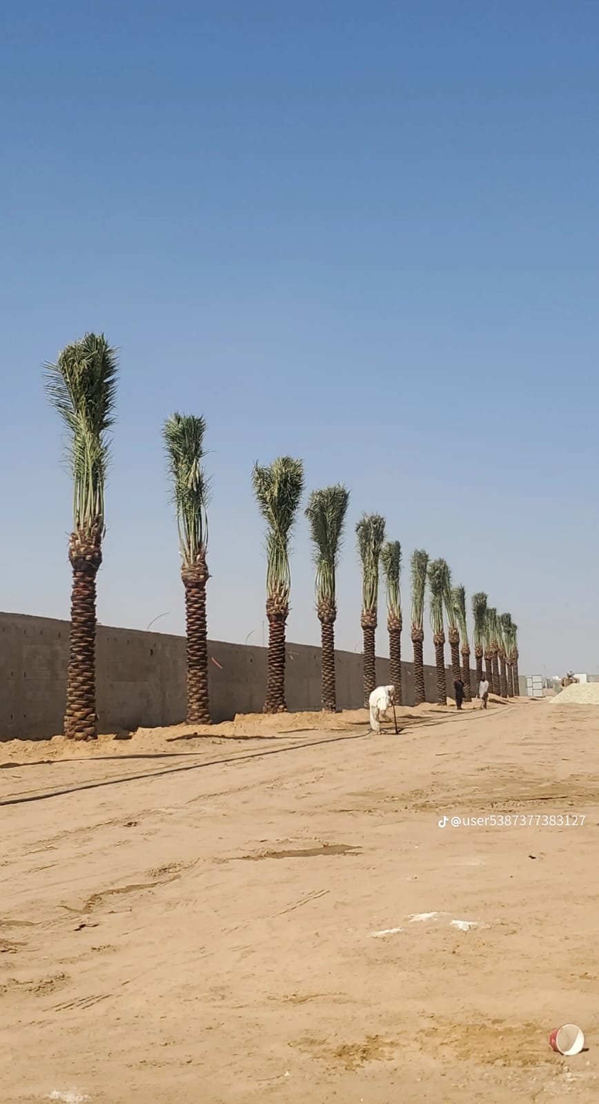 صف نخيل مزروع حديثا